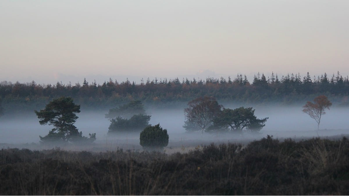 Veluwe_landschap